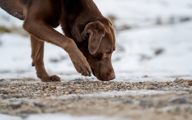 Warum fressen Hunde Kot? Was wir über Koprophagie wissen